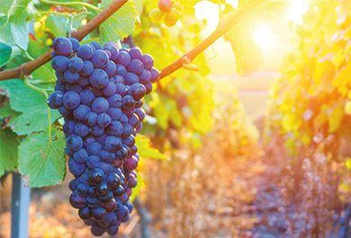 Evidenzbasierte Beurteilung gesundheitlicher Aspekte des Weins in postfaktischen Zeiten