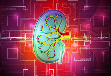 Der-Vorhofflimmerpatient-mit-eingeschränkter-Nierenfunktion Niere und Diabetes im Fokus